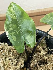 Alocasia Blackstem Variegata (BLACK PINK) アロカシア ブラックステム 斑入り 