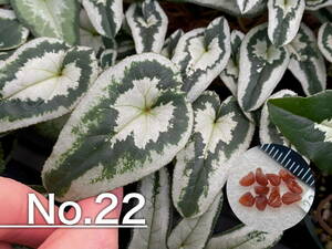 【種子】No.22 原種シクラメン C. hederifolium 'No Name' １０粒