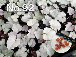 【種子】No.92 原種シクラメン C. hederifolium subsp. crassifolium CSE93073よりmix １０粒