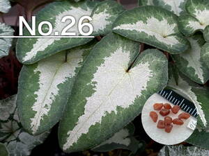 【種子】No.26 原種シクラメン C. hederifolium 'Peter Moore'１０粒