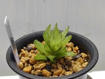 ' Haworthia reticulata 'Tinkerbell' (Buitenskloof)'2【送料無料】_画像5