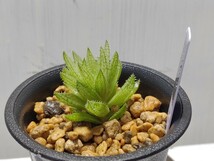 ' Haworthia reticulata 'Tinkerbell' (Buitenskloof)'2【送料無料】_画像4