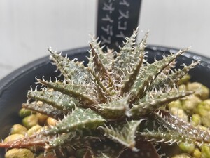 Aloe hybrid'ディスコイングシー×ハオルチオイデス'【送料無料】