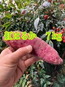 さつまいも　紅はるか　７kg