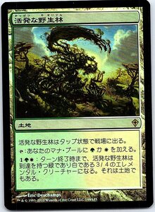 FOIL/活発な野生林/Stirring Wildwood/ワールドウェイク/日本語版/MTG１枚 [FC]