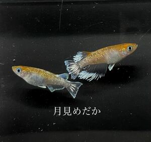 【月見めだか】インフィニティモルフォ亜種　幼魚１５匹＋α（計１８匹）
