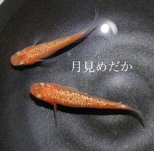 【月見めだか】蜜柑　幼魚　３５匹+α（計３８匹）