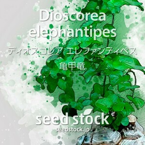 ディオスコレアの種子 亀甲竜 Dioscorea elephantipes Lot.2023K 50個