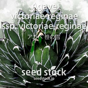 アガベの種 Agave victoriae-reginae ssp. victoriae-reginae 20個 ★送料80円