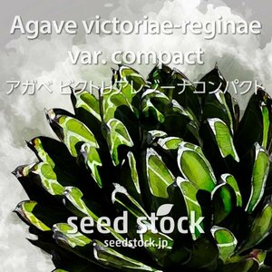 アガベの種 Agave victoriae-reginae var. compact 20個 ★送料80円
