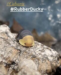 ◆ 鶩 ◆ ラバーダッキー Cubaris sp. Rubber Ducky おおきめの幼体~亜成体5+2匹 極美 ダンゴムシ ワラジムシ 衝撃 奇蟲 ISTW 