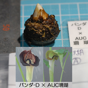 ウラシマソウ ツートン花実生 『パンダD × AUC珊瑚』 M球 1球 (A) (浦島草、山野草、テンナンショウ)