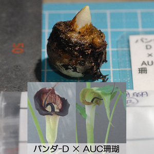 ウラシマソウ ツートン花実生 『パンダD × AUC珊瑚』 M球 1球 (B) (浦島草、山野草、テンナンショウ)