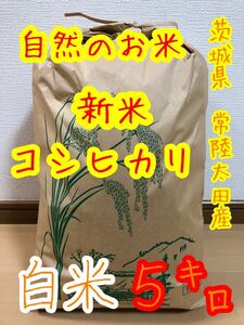 〈谷津田の米〉令和5年 新米 茨城県産 常陸太田産 コシヒカリ 白米５キロ☆農家直送