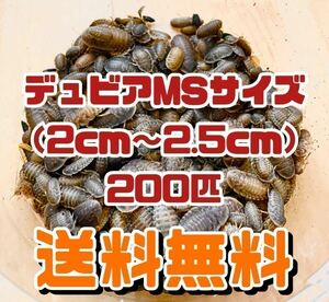 【送料無料】デュビア MSサイズ 200匹＋死着保証10％