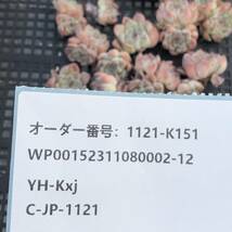 多肉植物13個 1121-K151 レインフルーツ *送料調整　入札前に確認してください。* エケベリア カット苗 _画像3