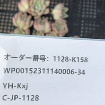 多肉植物16個 1128-K158 エルサ エケベリア カット苗 *入札前に送料を確認してください。* _画像3