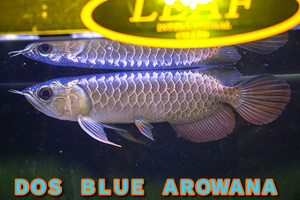 売り切り、インドネシア産　最上藍底過背金龍『　ＤＯＳ・ＢＬＵＥ・AROWANA　』　ディープブルータイプ強烈光沢　18ｃｍ　NO.1378