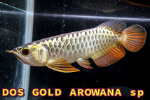 売り切り、本場マレーシア産　極上、純血本物過背金龍『　ＤＯＳ・ＧＯＬＤ・AROWANA　』　ゴールデンヘッド２４ｋ強烈光沢　NO.2540_画像4