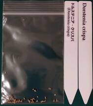 種子50粒 ドルステニア・クリスパ[Dorstenia crispa]_画像1