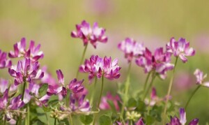 カントリーな風景　れんげ草 　500粒