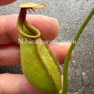 低地性フェア!! Nepenthes bicalcarata green ウツボカズラ 食虫植物 ネペンテス 6