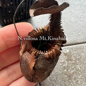 N.villosa Mt,Kinabalu ウツボカズラ 食虫植物 ネペンテス