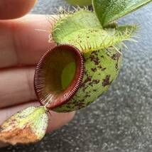 低地性フェア!! Nepenthes ampullaria spotted redlips ウツボカズラ 食虫植物 3_画像1