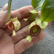 低地性フェア!! Nepenthes ampullaria spotted redlips ウツボカズラ 食虫植物 3_画像4