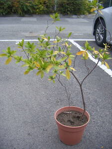 ヒラドツツジ　白花　１００ｃｍ　樹高（鉢底より）②　　庭木　植木　花言葉「恋の喜び」「節度」「慎み」 　☆ 白い花は「初恋」