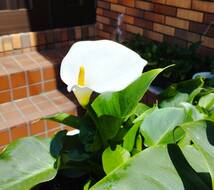 植木　カラー　白色花　（小サイズｘ２本）海芋　エチオピカ　湿地性　球根　苗　 発送（ネコポス）　11_画像2