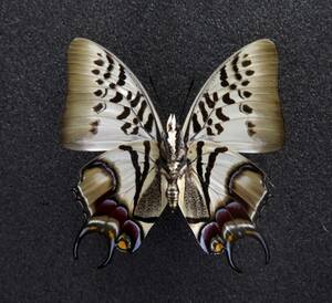 ■外国産蝶標本　クギヌキフタオチョウ A-♂ 裏展翅 W-Jawa 産 　野外採集品