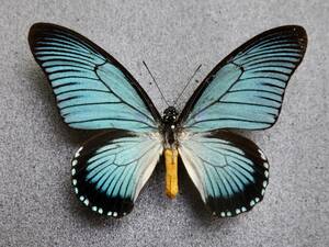 ■外国産蝶標本　 ザルモクシスオオアゲハ A-♂　 ＲＣＡ 産　野外採集品