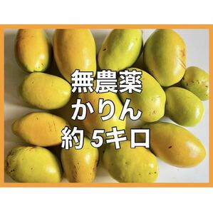 【送料無料】無農薬 生 かりん 花梨 カリン 果実 約5kg 家庭用 加工用 果物 かりん酒 はちみつ漬け等に