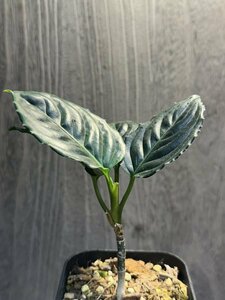 ゑ. Aglaonema ‘Metalica’ / アグラオネマ メタリカ 3号鉢 常温常湿管理