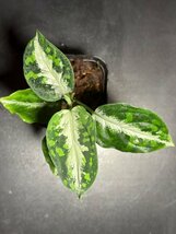 ゑ.20 Aglaonema Pictum tricolor / アグラオネマ ピクタム トリカラー　常温常湿管_画像1