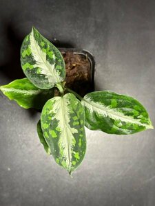 ゑ.20 Aglaonema Pictum tricolor / アグラオネマ ピクタム トリカラー　常温常湿管