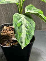 ゑ.19 Aglaonema Pictum tricolor / アグラオネマ ピクタム トリカラー　常温常湿管_画像4