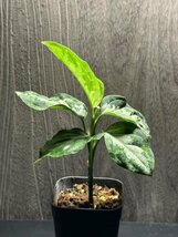 ゑ.18 Aglaonema Pictum tricolor / アグラオネマ ピクタム トリカラー　常温常湿管_画像5