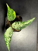 ゑ.17 Aglaonema Pictum tricolor / アグラオネマ ピクタム トリカラー　常温常湿管_画像1
