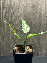 ゑ.17 Aglaonema Pictum tricolor / アグラオネマ ピクタム トリカラー　常温常湿管_画像5