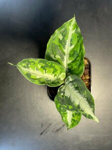 ゑ.13 Aglaonema Pictum tricolor / アグラオネマ ピクタム トリカラー　常温常湿管