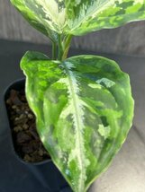 ゑ.13 Aglaonema Pictum tricolor / アグラオネマ ピクタム トリカラー　常温常湿管_画像3