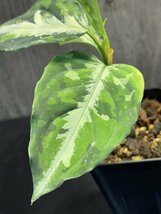 ゑ.12 Aglaonema Pictum tricolor / アグラオネマ ピクタム トリカラー　常温常湿管_画像2