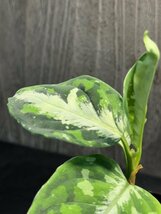 ゑ.12 Aglaonema Pictum tricolor / アグラオネマ ピクタム トリカラー　常温常湿管_画像3