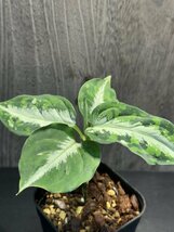 ゑ.4 Aglaonema Pictum tricolor / アグラオネマ ピクタム トリカラー　常温常湿管理_画像5