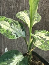 ゑ.3 Aglaonema Pictum tricolor / アグラオネマ ピクタム トリカラー　常温常湿管理_画像4