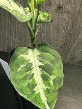 ゑ.3 Aglaonema Pictum tricolor / アグラオネマ ピクタム トリカラー　常温常湿管理_画像3