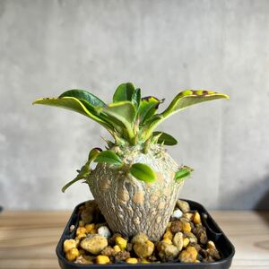 A2 パキポディウムウィンゾリー★ Pachypodium windsorii ★コーデックス　良型　塊根植物　実生1