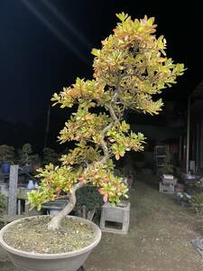 ★さつき　盆栽★　盆用　模様樹　偕楽　花芽多数